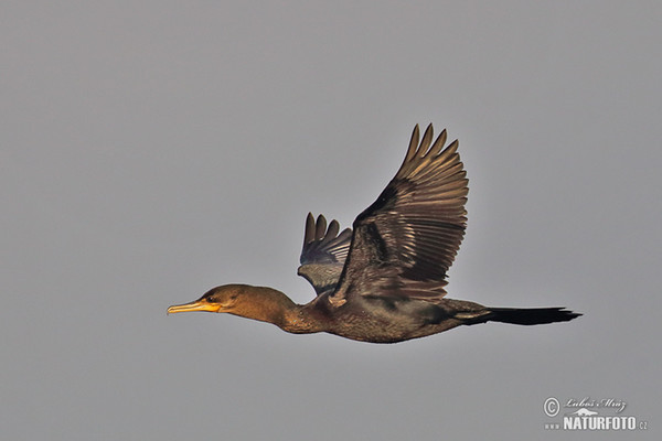 Kormoran (Phalacrocorax brasilianus)