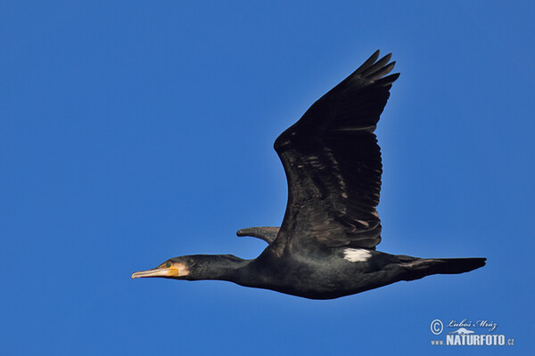 Kormoran (Phalacrocorax carbo)