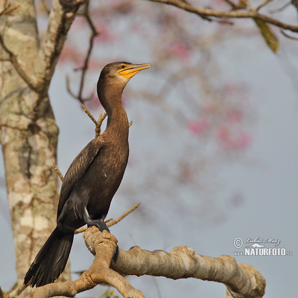 Kormoran (Phalacrocorax brasilianus)