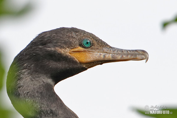 Kormoran (Phalacrocorax brasilianus)