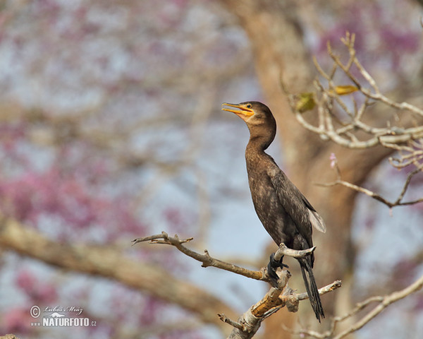 Kormoran (Phalacrocorax brasilianus)