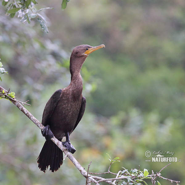 Kormoran (Phalacrocorax brasilianus)