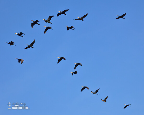 Kormoran (Phalacrocorax carbo)