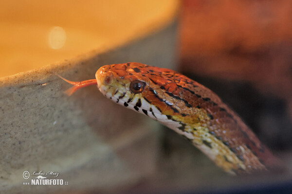 Kornnatter (Pantherophis Guttatus)