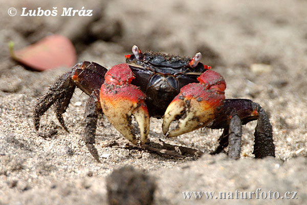Krabbe (Crab sp.)