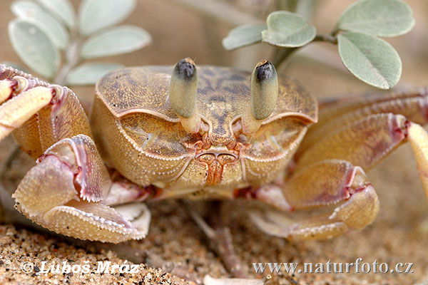 Krabbe (Crab sp.)