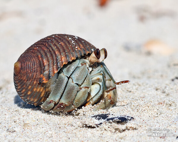 Krabbe (Paguroidea)