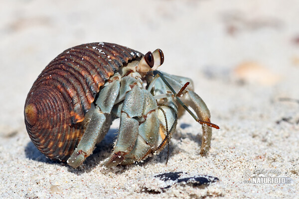 Krabbe (Paguroidea)
