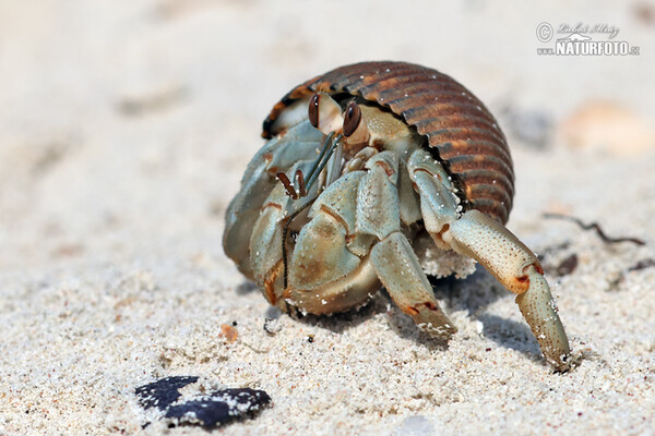 Krabbe (Paguroidea)