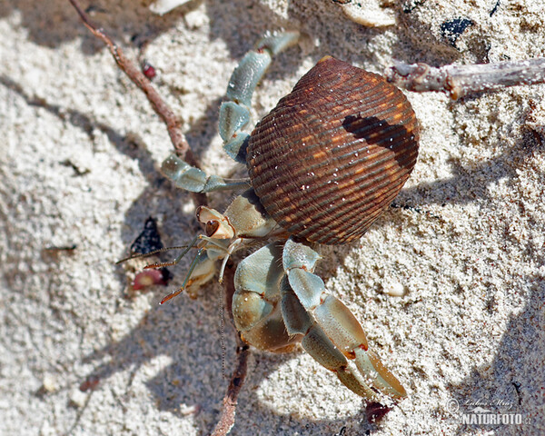 Krabbe (Paguroidea)