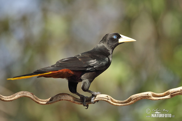 Krähenstirnvogel (Psarocolius decumanus)