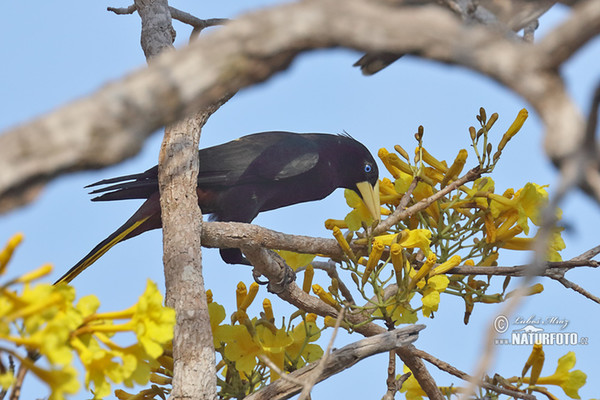 Krähenstirnvogel (Psarocolius decumanus)