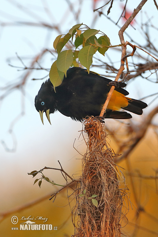 Krähenstirnvogel (Psarocolius decumanus)