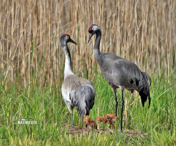 Kranich (Grus grus)