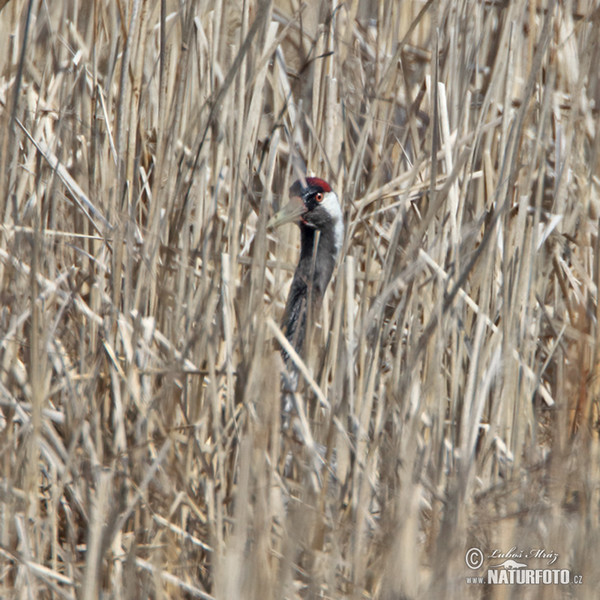 Kranich (Grus grus)