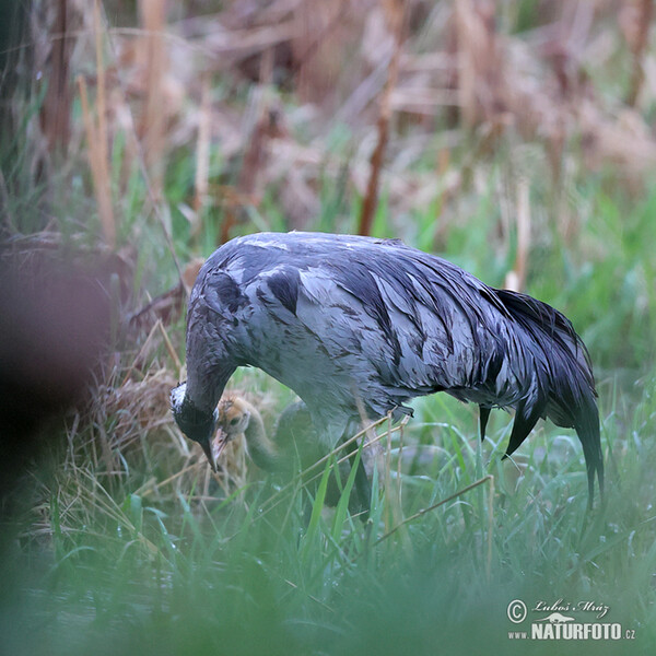 Kranich (Grus grus)