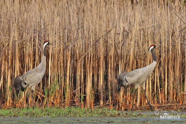 Kranich (Grus grus)