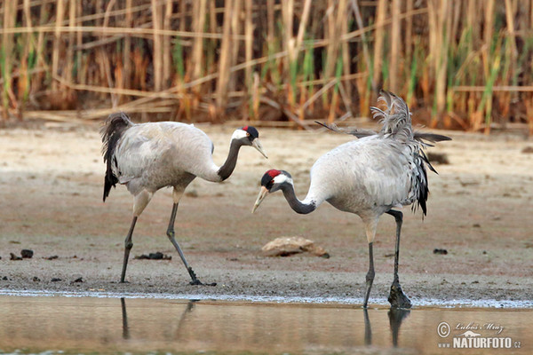 Kranich (Grus grus)