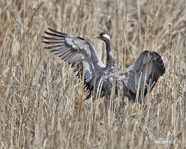 Kranich (Grus grus)