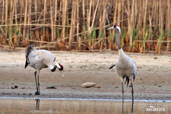 Kranich (Grus grus)