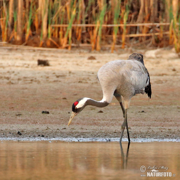 Kranich (Grus grus)