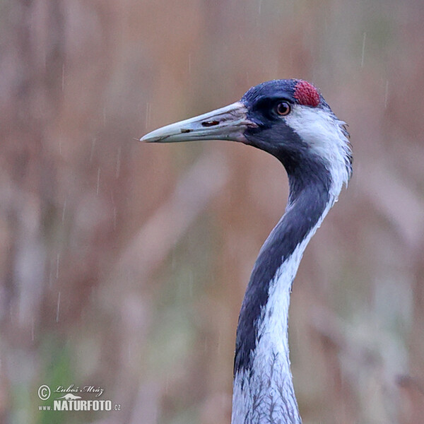 Kranich (Grus grus)