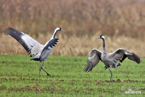 Kranich (Grus grus)