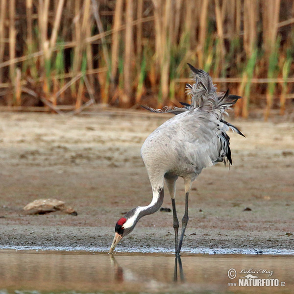 Kranich (Grus grus)