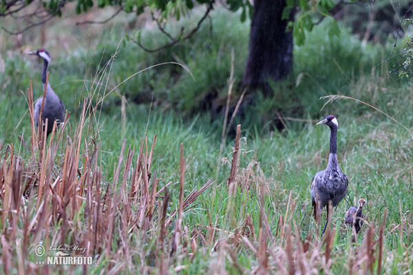 Kranich (Grus grus)