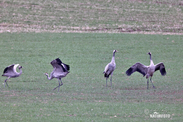 Kranich (Grus grus)