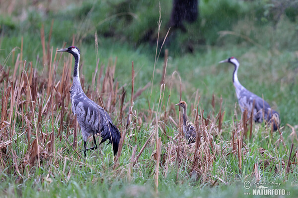 Kranich (Grus grus)