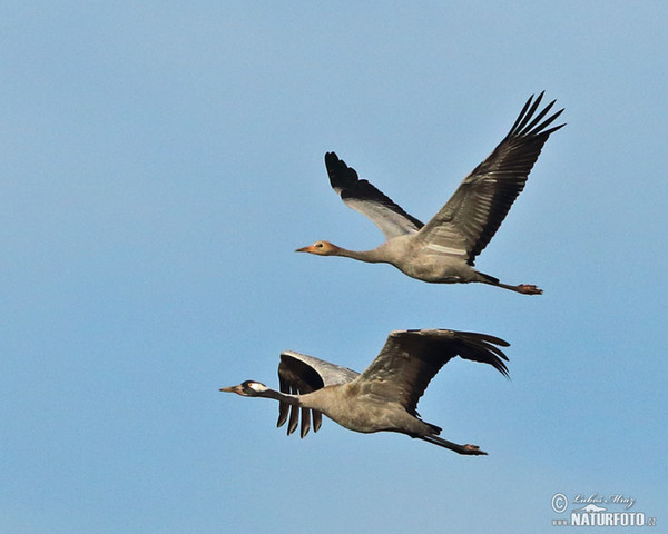 Kranich (Grus grus)