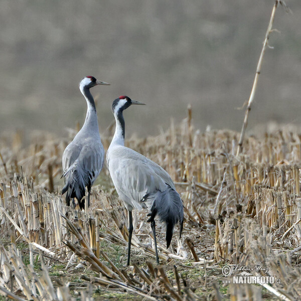 Kranich (Grus grus)