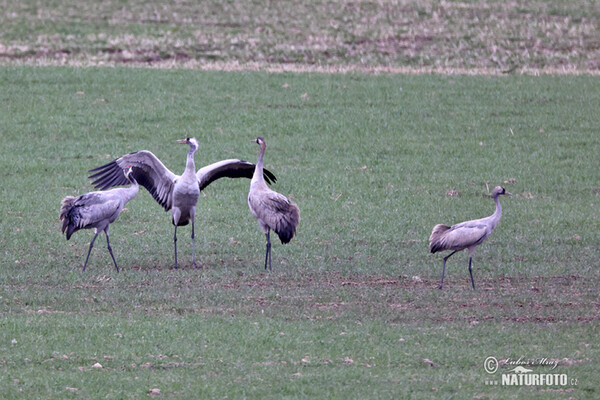 Kranich (Grus grus)