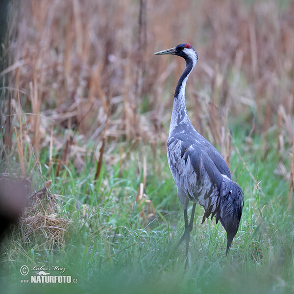 Kranich (Grus grus)