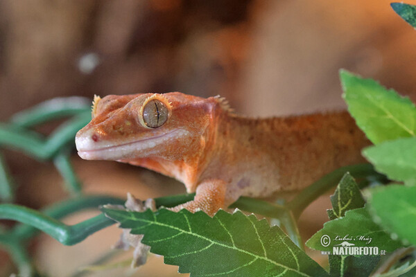 Krogengecko (Rhacodactylus ciliatus)