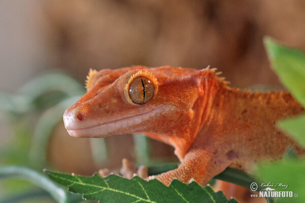 Krogengecko (Rhacodactylus ciliatus)