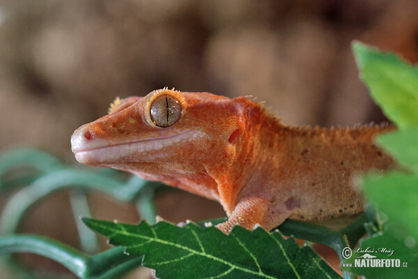 Krogengecko (Rhacodactylus ciliatus)