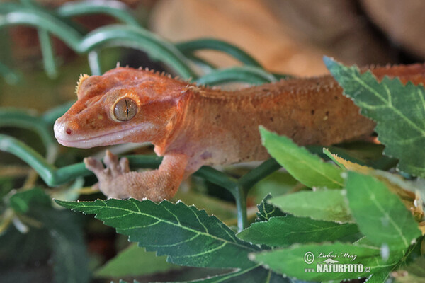 Krogengecko (Rhacodactylus ciliatus)