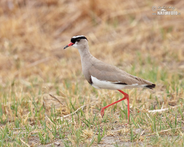 Kronenkiebitz (Venellus coronatus)