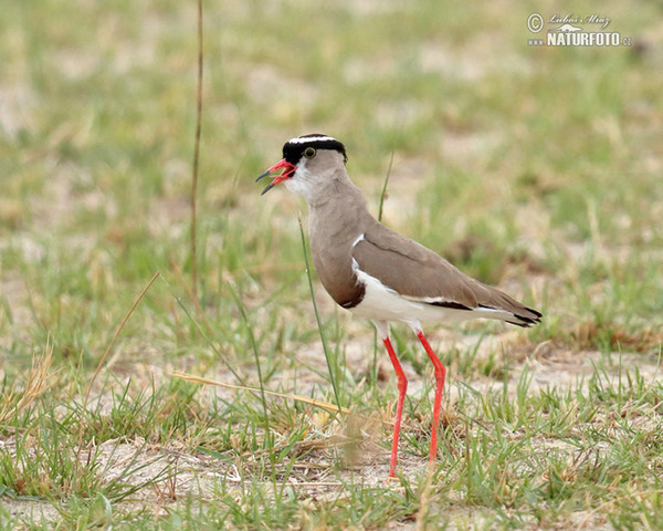 Kronenkiebitz (Venellus coronatus)