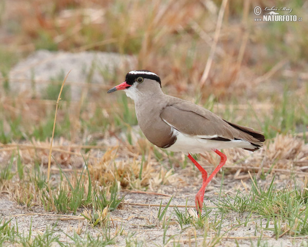 Kronenkiebitz (Venellus coronatus)