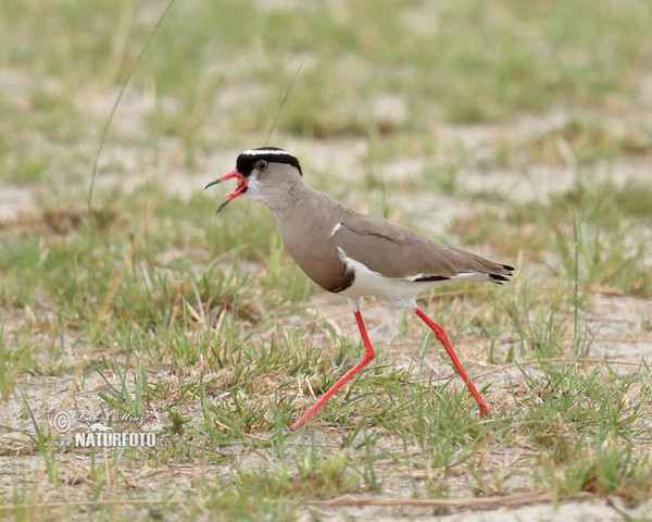 Kronenkiebitz (Venellus coronatus)