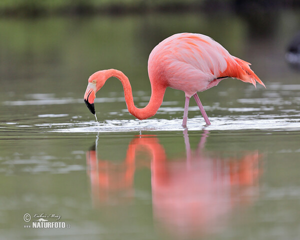 Kubaflamingo (Phoenicopterus ruber)