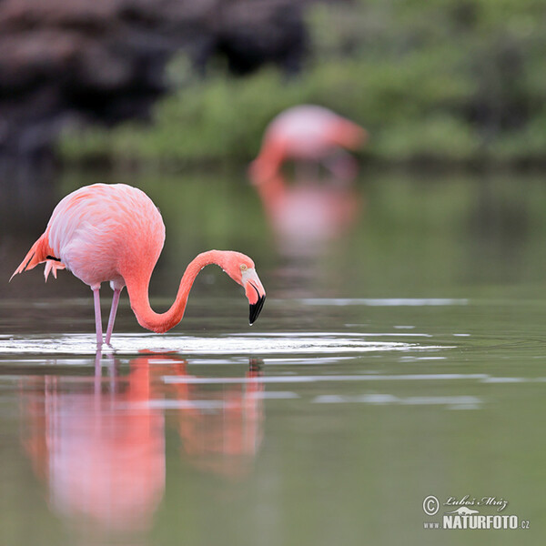 Kubaflamingo (Phoenicopterus ruber)