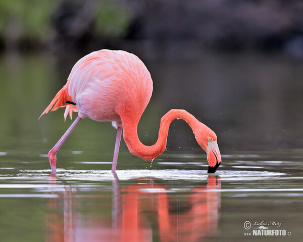 Kubaflamingo (Phoenicopterus ruber)