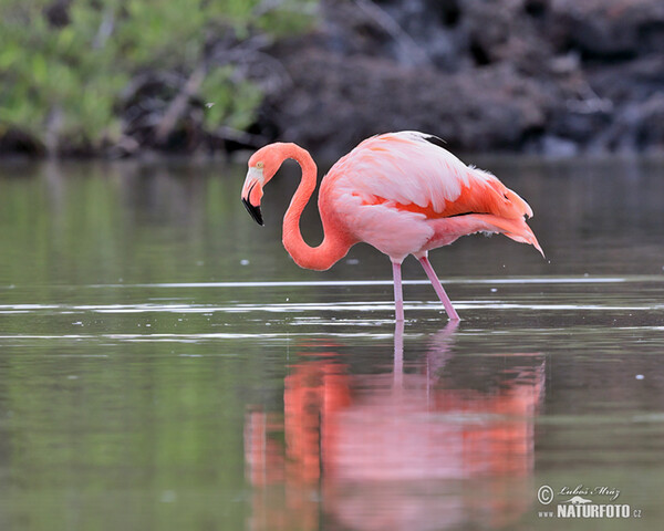 Kubaflamingo (Phoenicopterus ruber)