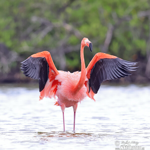 Kubaflamingo (Phoenicopterus ruber)