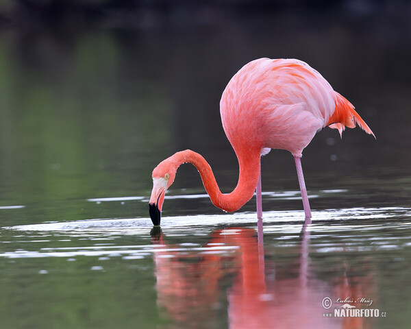 Kubaflamingo (Phoenicopterus ruber)