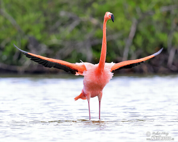 Kubaflamingo (Phoenicopterus ruber)